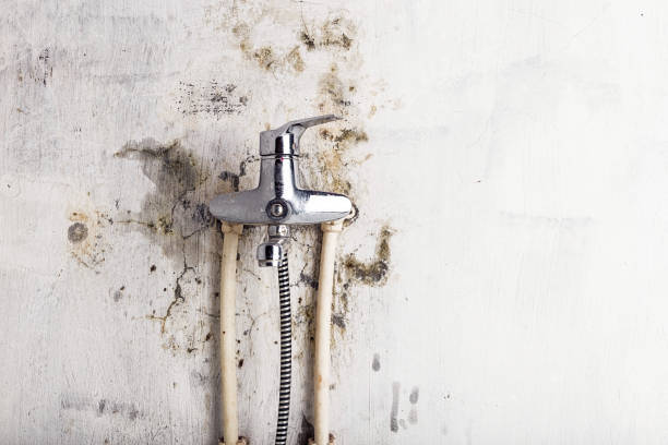 Best Mold Testing  in Cle Elum, WA