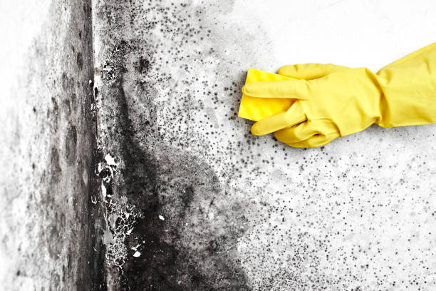 Best Mold Remediation  in Cle Elum, WA