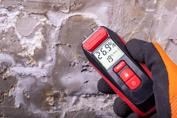 Best Home Mold Removal  in Cle Elum, WA
