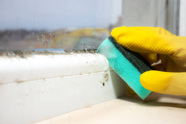 Best Local Mold Removal Service  in Cle Elum, WA