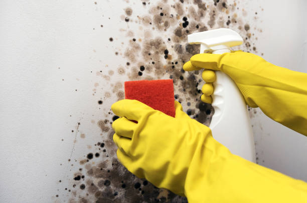 Best Residential Mold Removal  in Cle Elum, WA